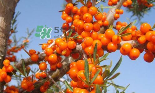 沙棘属于酸性还是碱性,沙棘是凉性还是温性的 沙棘属于酸性还是碱性,沙棘是凉性还是温性的