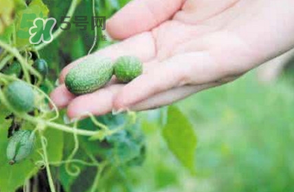 转基因西瓜的特征,黄西瓜是转基因西瓜吗
