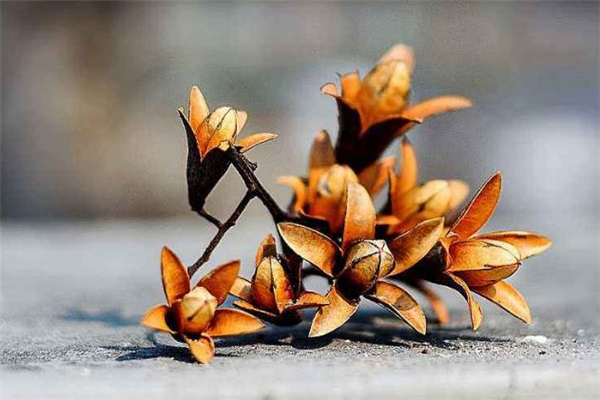 香椿树籽泡酒的功效,香椿子泡酒怎么泡