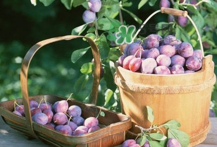 乌梅是酸性还是碱性食物,乌梅是酸性还是碱性的