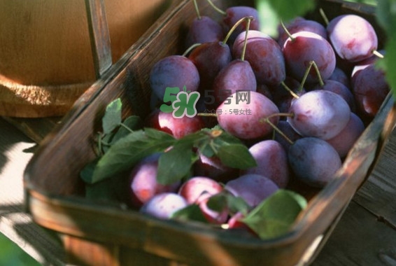 乌梅为什么是绿的,乌梅干表面是绿色的正常吗