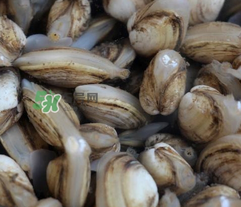 海瓜子死了还能吃吗,海瓜子整个都能吃吗