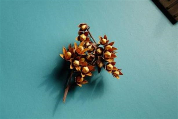 香椿回奶么,香椿回奶还是下奶