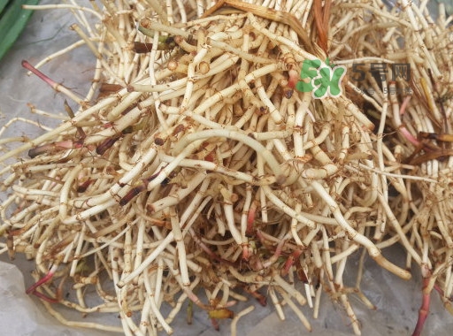 鱼腥草可以直接用开水泡吗,鱼腥草直接泡水行吗