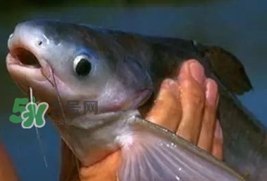 巴沙鱼有刺吗 给宝宝吃,巴沙鱼有刺吗孩子能吃不