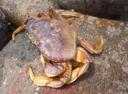 太子蟹多少钱一斤大的,太子蟹多少钱一斤太子蟹多少钱一只