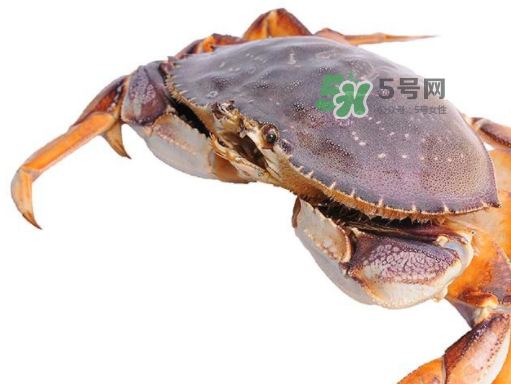 太子蟹百科,太子蟹是海蟹吗