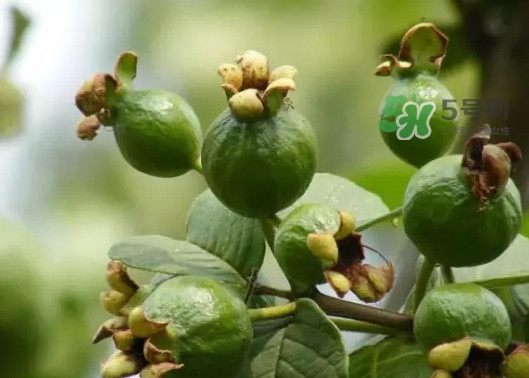 有红心火龙果吗,红心火龙果的红色是什么