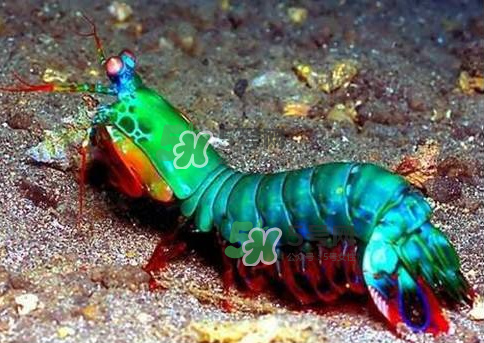 七彩虾是什么品种,七彩虾的图片