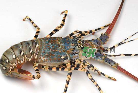 七彩龙虾多少钱一斤,七彩神仙鱼多少钱一条