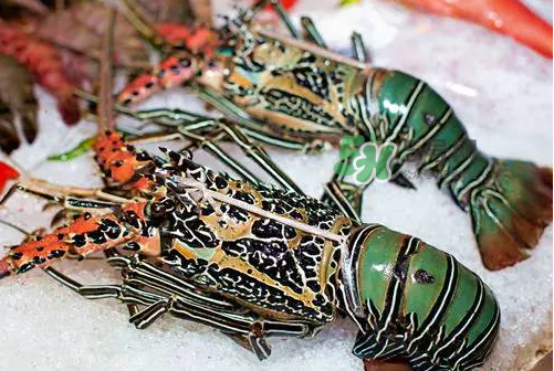 七彩神仙鱼吃虾吗,七彩神仙鱼吃南极磷虾干吗 七彩神仙鱼吃虾吗,七彩神仙鱼吃南极磷虾干吗