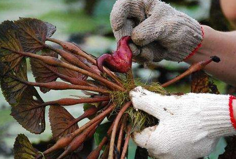 红菱多少钱一斤,大菱鲆多少钱一斤