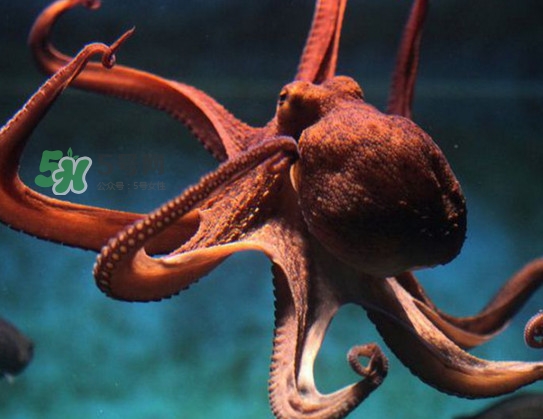 章鱼可以生吃吗?,章鱼可以生吃吗 生吃章鱼的危害 章鱼可以生吃吗?,章鱼可以生吃吗 生吃章鱼的危害