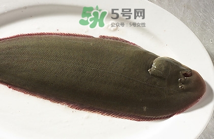 活的龙利鱼怎么保存,活龙利鱼怎么处理