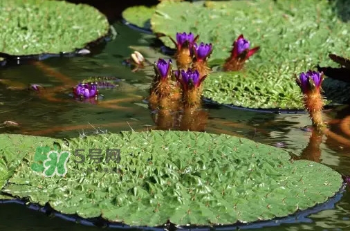 鸡头米为什么这么贵,鸡头米是什么米