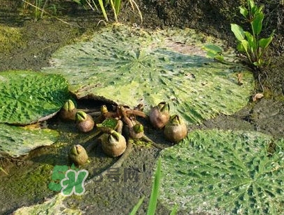 鸡头米什么时候上市,鸡头米几月份上市