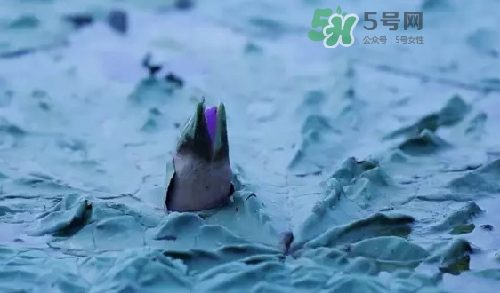 鸡头米是什么东西,鸡头米价格多少钱一斤2021