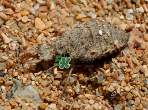 蚁狮的药用价值 蚁狮的作用和功效,蚁狮的药用价值