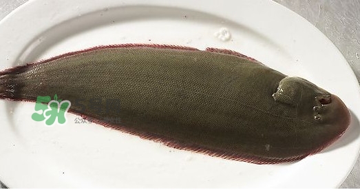 龙利鱼多少钱一斤市场价2021,龙利鱼多少钱一斤2021