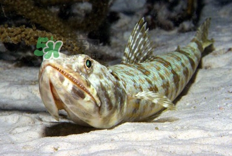 龙头鱼是海鱼吗?,龙头鱼是海鱼还是河鱼