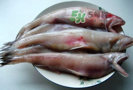 东海龙头鱼是什么鱼,龙头鱼是什么鱼图片