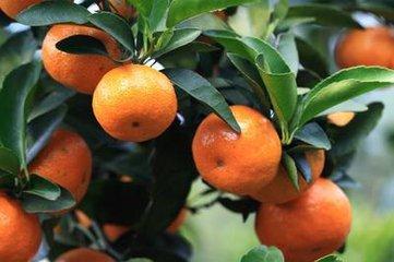 沙糖桔皮可以制作陈皮吗,怎么用橘子皮做陈皮糖 沙糖桔皮可以制作陈皮吗,怎么用橘子皮做陈皮糖