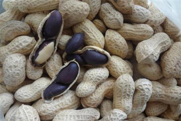黑皮花生是转基因花生吗?,黑花生是转基因的吗