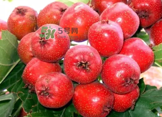 海棠果是山楂吗?,海棠果是不是山楂