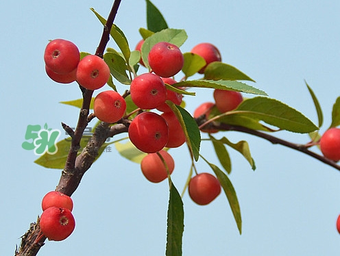 海棠果是小苹果吗,海棠果和小苹果有什么区别