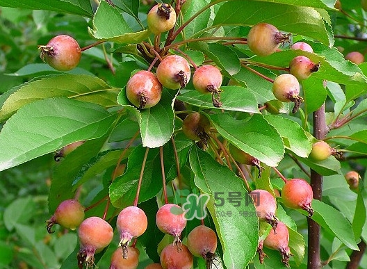 海棠果有什么功效和作用,观赏海棠果能吃吗?它有什么功效?