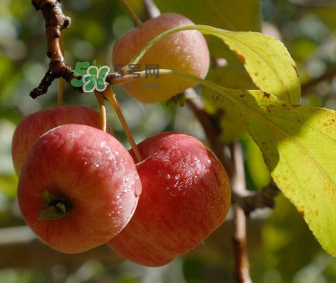 海棠果能减肥吗,海棠果减肥可以吃吗