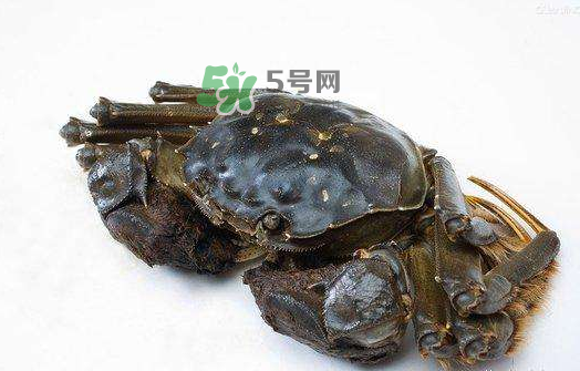 大闸蟹能存活几天,大闸蟹能活多久怎么保存