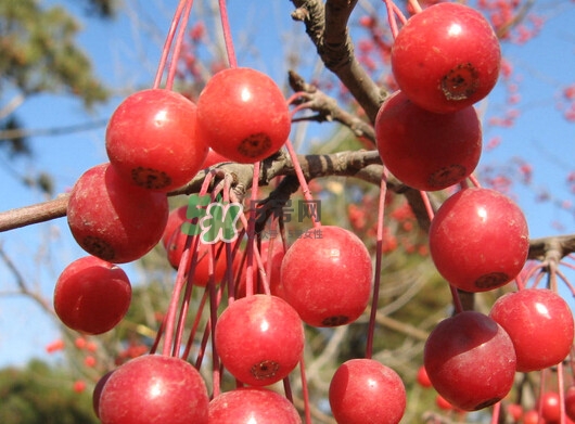 海棠果可以泡酒吗有什么功效,海棠果怎么酿酒