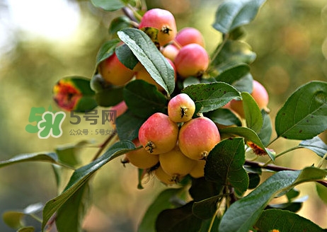 海棠果多少钱一斤市场价,海棠果多少钱一斤