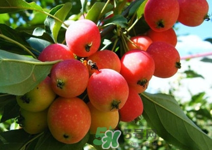 海棠果能直接吃吗,海棠果能直接吃吗?它有什么功效? 海棠果能直接吃吗,海棠果能直接吃吗?它有什么功效?