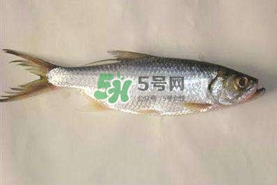 怎样做鲈鱼好吃,如何做鱼好吃又简单