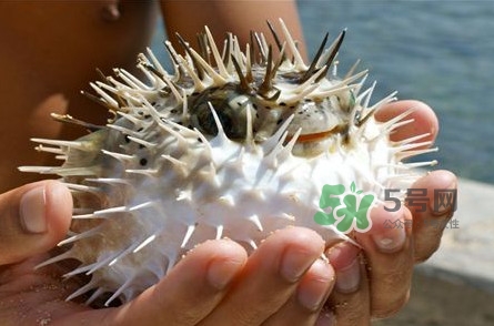 河豚中毒会出现幻觉吗,河豚中毒会出现什么症状