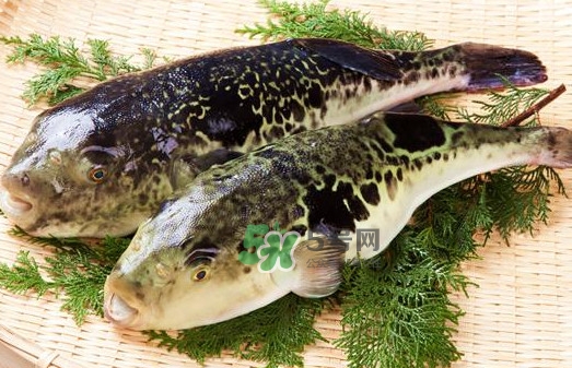 河豚鱼是海鲜吗,河豚鱼属于海鲜吗