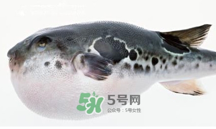 河豚究竟有多好吃,人们拼死吃河豚,河豚究竟有多好吃