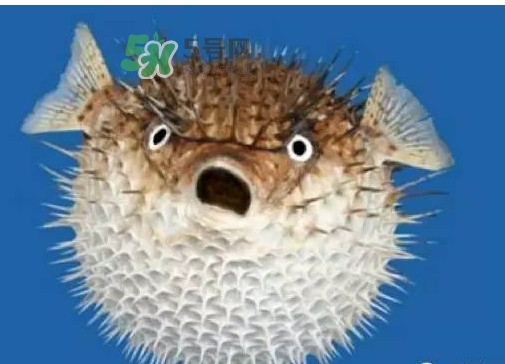 河豚能当宠物养吗,河豚能养吗