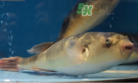 河豚能吃吗?有毒吗?,野生河豚能吃吗 河豚能吃吗?有毒吗?,野生河豚能吃吗