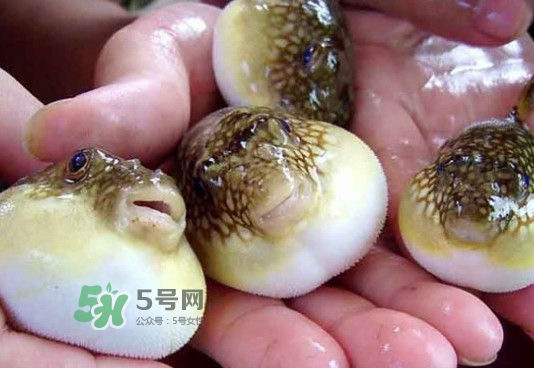 河豚哪里有毒怎么吃,河豚哪里有毒为什么还有人吃