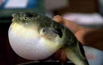 河鲀哪个部位有毒,河鲀哪里有毒