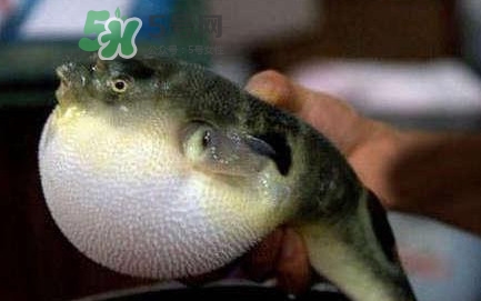 河鲀哪里有毒,箱鲀鱼有毒吗