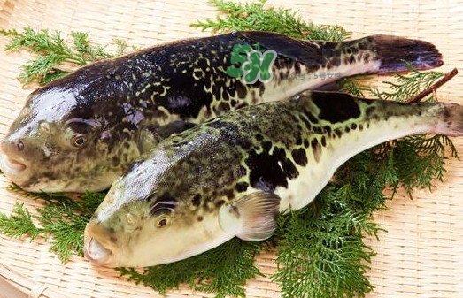 河鲀怎么吃,河鲀怎么吃安全