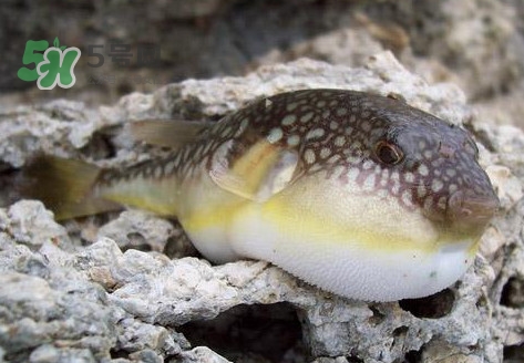 河鲀是淡水鱼吗,鲀鱼是什么鱼 河鲀是淡水鱼吗,鲀鱼是什么鱼