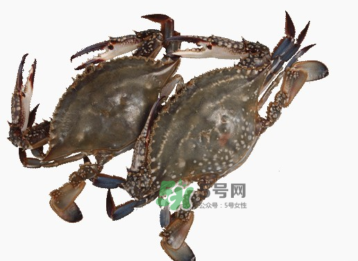 梭子蟹一只多重,梭子蟹一般多大一只