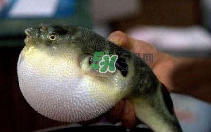 河鲀可以养吗,河豚怎么养