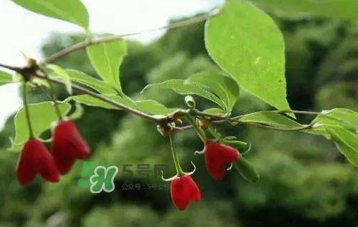 杈杷果怎么吃,杈杷果的作用和功效