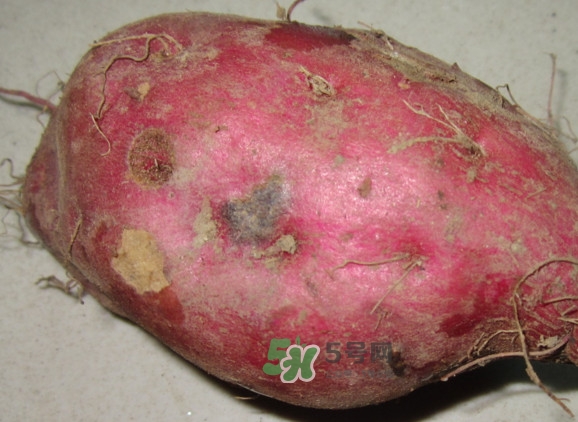 地瓜发芽能吃吗?,地瓜发芽能吃吗?有没有害?